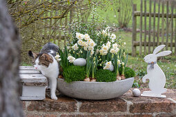 Narzissen 'Bridal Crown' (Narcissus) und Irisches Moos (Sagina Subulata) in Blumenschale mit Eiern, Osterhase und Katze auf der Terrasse