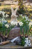 Daffodils 'Sail Boat' (Narcissus), saxifrage and horned violet (Viola Cornuta), in and around basket in front of Easter bunny figure