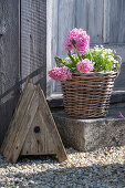 Hyacinths (Hyacinthus) and moss saxifrage (Saxifraga x arendsii) in wicker basket on the patio