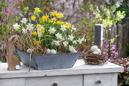 Narzissen (Narcissus) 'Sailboat', 'Tete a Tete' in Blumenschale und Strohnest mit Ostereiern auf Kommode