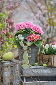 Hortensien (Hydrangea), Hornveilchen (Viola Cornuta) und Primeln (Primula) im Topf mit Osterdekoration