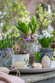 Hyacinths (Hyacinthus), coneflower (Pushkinia), anemone (Anemone blanda), grape hyacinth 'Alba' (Muscari) in pots on patio table with Easter eggs