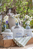Grape hyacinth (Muscari) 'Mountain Lady', daffodils 'Sailboat', horned violets (Muscari) as small Easter bouquets with Easter greetings in paper bags in front of a cat
