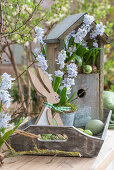 Puschkinia scilloides in a pot in front of a bird house with Easter bunny and eggs