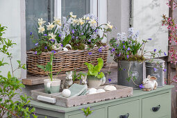 Narzissen 'Sailboat' (Narcissus), Windröschen, Salat, Kohl, Kegelblume, Märzenbecher (Leucojum Vernum), in Blumenkasten mit Osterdeko auf der Terrasse