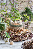 Hühnereier in Netztasche mit Eierschalen und Jungpflanzen, in großem Nest aus Zweigen und Rettichpflanze (Raphanus)
