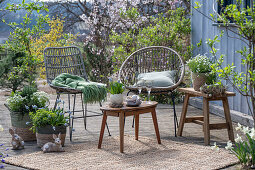 Grape hyacinth 'Mountain 'Lady', rosemary, thyme, oregano, saxifrage, daffodils in plant pots on the terrace with a seat and Easter bunny figures