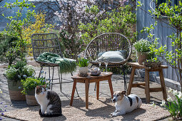 Grape hyacinth 'Mountain 'Lady', rosemary, thyme, oregano, saxifrage, daffodils in plant pots, cat and dog on the patio in front of the seating area