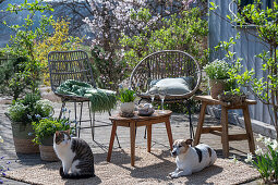 Traubenhyazinthe 'Mountain 'Lady', Rosmarin, Thymian, Oregano, Steinbrech, Narzissen in Pflanztöpfen, Katze und Hund auf der Terrasse vor Sitzplatz