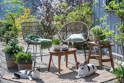 Traubenhyazinthe 'Mountain 'Lady', Rosmarin, Thymian, Oregano, Steinbrech, Narzissen in Pflanztöpfen, Katze und Hund auf der Terrasse vor Sitzplatz