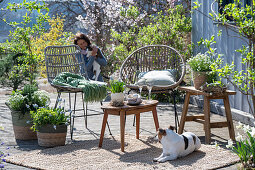 Grape hyacinth 'Mountain 'Lady', rosemary, thyme, oregano, saxifrage in plant pots, woman with cat on the patio behind seating area and dog
