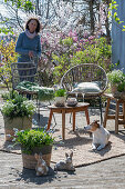 Traubenhyazinthe 'Mountain 'Lady', Rosmarin, Thymian, Oregano, Steinbrech in Pflanztöpfen auf der Terrasse mit Sitzplatz, Frau, Hund und Osterhasenfiguren