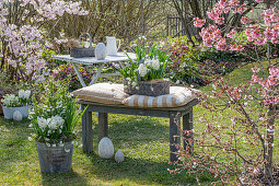 Hyazinthen (Hyacinthus), Märzenbechern, Traubenhyazinthen (Muscari) in Töpfen und Ostereiern im Garten vor blühenden Sträuchern mit Blutpflaume 'Nigra' und Gartentisch