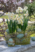 Bouquet Narcissus, Tazette 'Bridal Crown' (Narcissus) in glass flower pot on garden table with Easter eggs