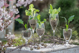 Lettuce leaves and kohlrabi leaves in glasses with twigs and quail eggs on garden table