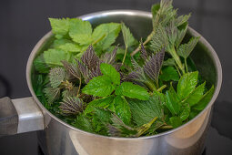 Fresh nettle and goutweed leaves in a saucepan, making herbal tea