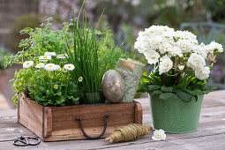 Primroses 'Frosty White' in a pot, daisies, chives, dill, coriander in a wooden box with a golden Easter egg and napkin