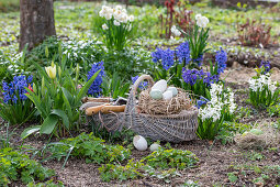 Osternest mit Eiern auf Stroh im Weidenkorb, und Werkzeug im Blumenbeet mit Narzissen, Tulpen und Hyazinthen