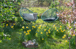 Narzissen (Narcissus) im Garten vor Sitzplatz mit Acapulco Sesseln und Picknickkorb mit Eiern