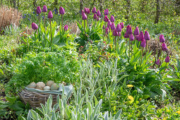 Picnic basket with eggs in herb bed in front of tulips (Tulipa)