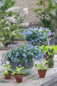 Vergissmeinnicht (Myosotis) in Pflanzgefäßen, Salat in Keramiktöpfen und Osterhasenfigur auf der Terrasse