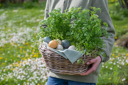 Woman carrying wicker basket with parsley (Petroselinum) and colored Easter eggs in the garden