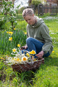 Woman harvesting daffodils in the flower bed, bouquet of blossoms of Amelanchier, daffodils (Narcissus), bridal spirea, morning glory, wicker basket in the garden