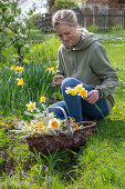 Woman with wicker basket, bouquet of flowers from the rock pear (Amelanchier), daffodils (Narcissus), bride's spirea, marigolds in the garden in front of flower bed