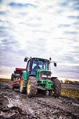 Tractor harvesting potatoes in the Netherlands