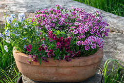 Horned violets (Viola Cornuta) and Dianthus in a flower pot on the patio