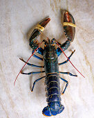 Blue lobster before cooking