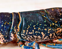 Blue lobster before cooking (detail)