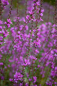Lythrum virgatum Dropmore Purple – Blutweiderich
