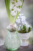 Hyacinthus 'Madame Sophie' and Scilla mischschenkoana