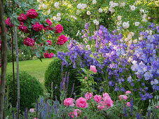 Romantic cottage-style garden bed with roses and perennials