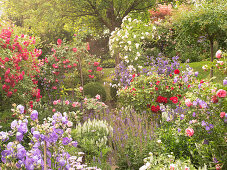 Flowering bed with roses and perennials