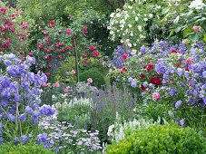 Romantic cottage-style bed with roses and perennials and box border