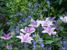 Clematis 'Yuan' als Bodendecker