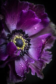 Violet-blue crown anemone (Anemone coronaria) against a black background