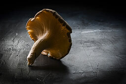 Close-up of an oyster mushroom illuminated from behind