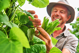 Man harvesting green beans