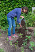 Beet mit Patagonischem Eisenkraut (Verbena bonariensis) und Spinnenblume (Cleome spinosa) bepflanzen, Erde mit Kompost verbessern