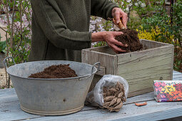 Planting insect-friendly dahlia mix (Dahlia) in wooden box, dahlia tubers in pack, fill with potting soil