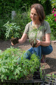 Frau mit vorgezogenen Jungpflanzen von Patagonischem Eisenkraut (Verbena bonariensis) und Spinnenblume (Cleome spinosa) zum Einpflanzen ins Beet