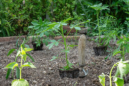 Beet mit vorgezogenen Jungpflanzen von Patagonischem Eisenkraut (Verbena bonariensis) und Spinnenblume (Cleome spinosa) bepflanzen