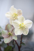 Christrose 'Cinnamon Snow' (Helleborus x ballardiae) in Nahaufnahme