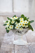 Primrose (Primula vulgaris) in a white planter on a wooden table