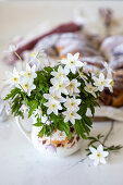 Weiße Windröschen (Anemone nemorosa) in Kaffeetasse