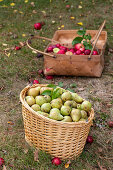 Freshly harvested apples and pears