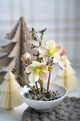 Christrosen-Arrangement (Helleborus) in weißer Schale mit Dekobäumen aus Papier